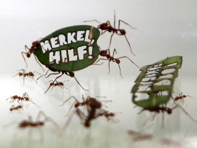 В Германии полмиллиона муравьев призвали Меркель защитить тропические леса Амазонки