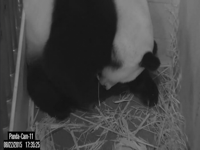 Гигантская панда по кличке Мэй Сянь, содержащаяся в вашингтонском Национальном зоопарке, родила детеныша. Столь редкое явление запечатлели сразу две камеры, установленные в вольере