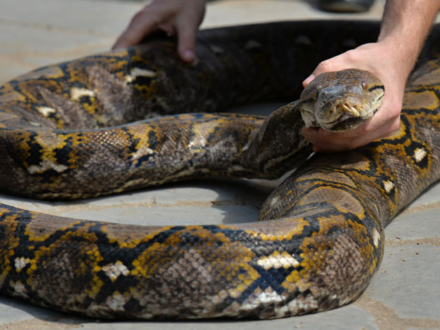Во вторник, 25 августа, коллекционер змей из штата Вермонт передал двух крупных сетчатых питонов в заповедник штата Массачусетс