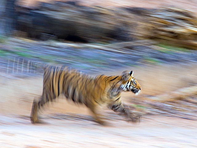 Молодая амурская тигрица, которую подстрелили на прошлой неделе на Дальнем Востоке, скончалась