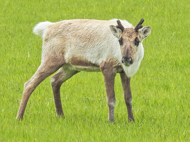 В барнаульском зоопарке самка оленя подавилась морковкой от посетителей и умерла