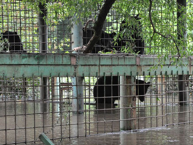 Из зоопарка Уссурийска вывезли трех медведей. Пик наводнения пройден, уверяет МЧС