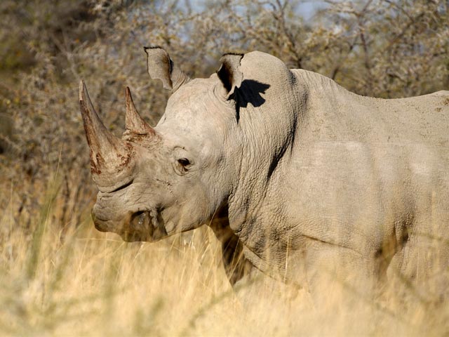 В заповеднике Зимбабве носорог затоптал насмерть гида