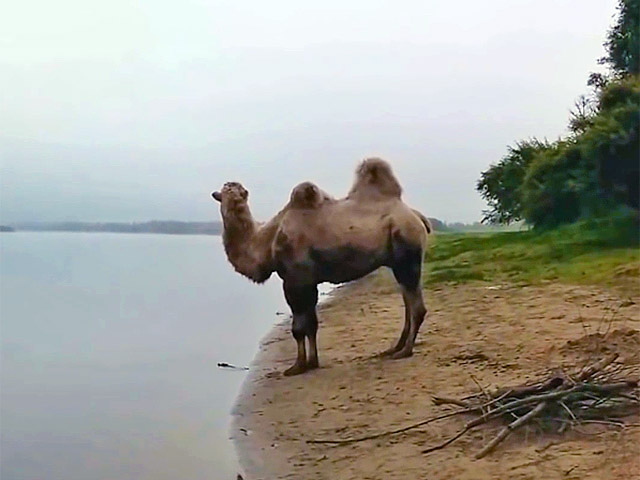 В интернете набирает популярность видеозапись тюменских рыбаков, которые встретили на водоеме верблюда