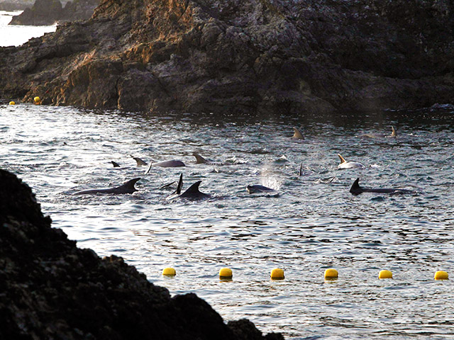 В японской деревне Тайдзи начался сезон охоты на дельфинов