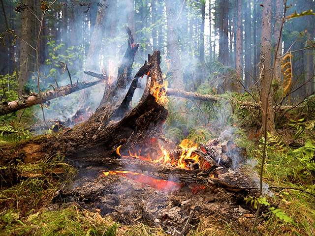 Площадь лесных пожаров в Иркутской области и Бурятии значительно сократилась за минувшие сутки - более чем на 20 тыс. га