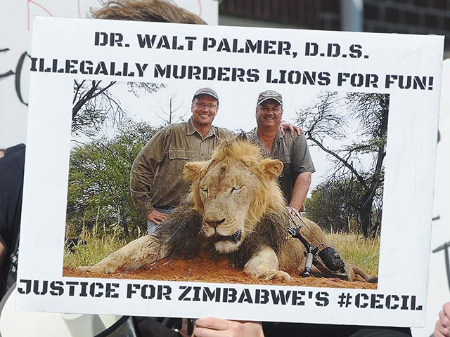 Стоматолог из США Уолтер Палмер, во время своего отпуска убивший знаменитого льва Сесила в Зимбабве, рассказал журналистам, что по-прежнему считает свои действия законными и собирается вернуться к медицинской практике уже во вторник