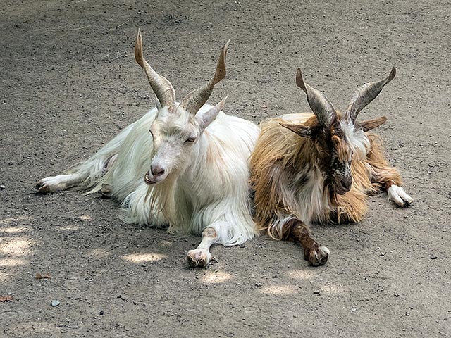 В Уссурийске до сих пор остается неизвестной судьба некоторых животных из зоопарка "Сапсан", затопленного в результате наводнения в конце прошлого месяца. В их числе - три камерунские козы, которых никто не видел с 30 августа
