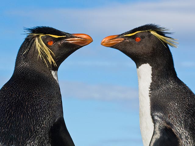 Пингвины сохраняют верность друг другу, несмотря на длительные разлуки