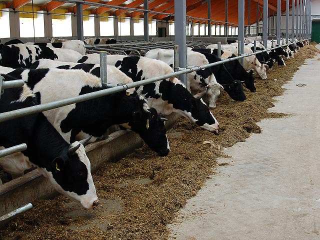 С января по июль 2015 года хозяйства всех категорий произвели 18,4 млн т молока. В июле падение составило 1,5%, до 3,3 млн т. При этом, по данным на конец июля, на личные подсобные хозяйства приходилось 45,7% поголовья крупного рогатого скота против 46,1%