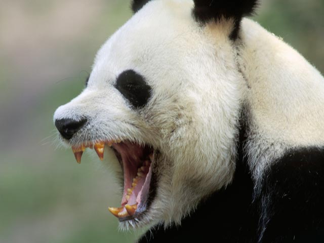 На одной из ферм провинции Сычуань на западе Китая произошел грабеж. Дикая панда 8 сентября забрела на пасеку в округе Баоксинь и была замечена за бесцеремонным поеданием меда