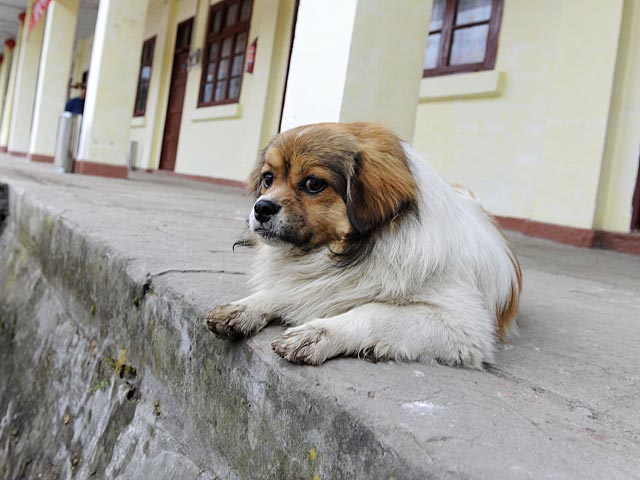 В китайской деревне власти пригрозили убить домашних собак, если жители не избавятся от питомцев сами