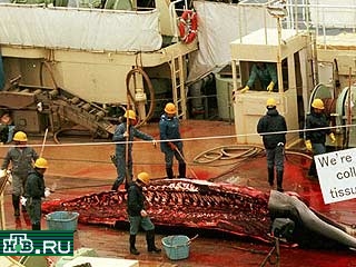 Власти США жестко осудили промысел китов, которым, несмотря на международные соглашения, занимается Япония