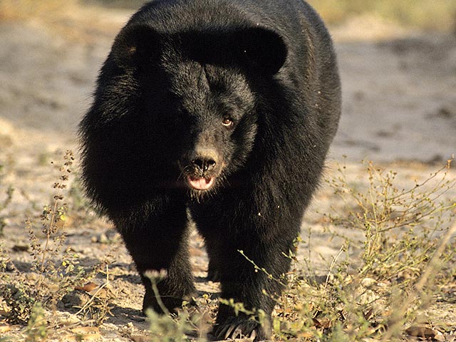Гималайский медведь напал на беременную женщину в поселке Кировский Приморского края. Зверя разыскивают охотоведы