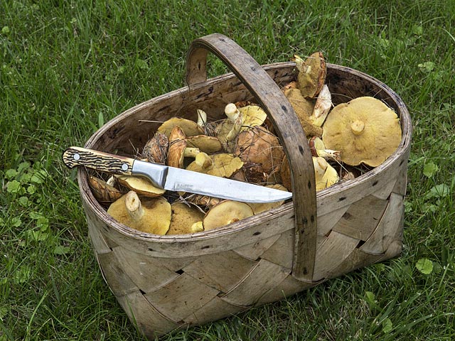 В лесу под Архангельском мужчина зарезал женщину, собиравшую грибы на "его поляне"