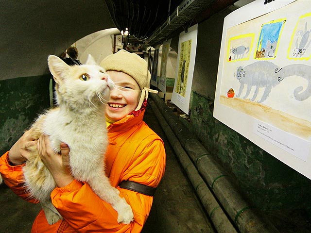 Эрмитажные коты - это кошки, которые официально содержатся на территории Зимнего дворца и борются с размножением крыс и мышей в Государственном Эрмитаже