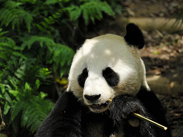 В провинции Юньнань в КНР перед Фемидой предстали три браконьера, подозреваемые в убийстве редкого животного - бамбукового медведя, пишет Shanghaiist. В таких случаях закон предусматривает суровое наказание - от 10 лет тюрьмы до смертной казни