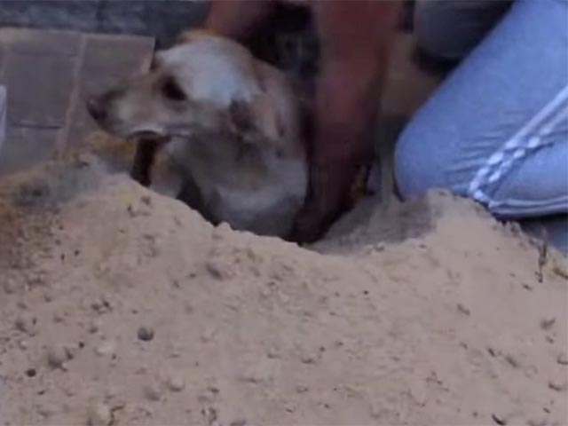 В Воронеже жители спасли беременную собаку, заживо замурованную дорожными строителями