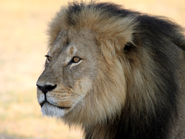 В Зимбабве суд уже во второй раз отложил рассмотрение дела в отношении профессионального охотника-гида Тео Бронхорста, руководившего экспедицией, в составе которой был убийца знаменитого льва Сесила зубной врач Уолтер Палмер