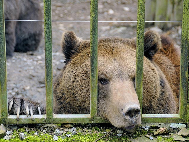 Полиция Томска не стала возбуждать дело против медведя, откусившего руку девушке в кафе