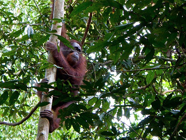 На острове Борнео выпустили на волю 25-летнюю самку орангутана по кличке А-Фу и ее 18-месячного детеныша Кебако. Последние три месяца семейство провело в карантине - после того, как животных спасли с плантации масличной пальмы