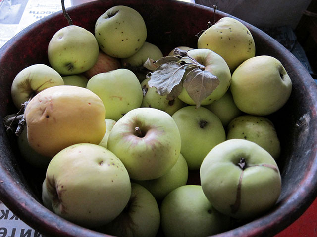 Православная служба помощи "Милосердие" объявила сбор яблок для бездомных и малоимущих
