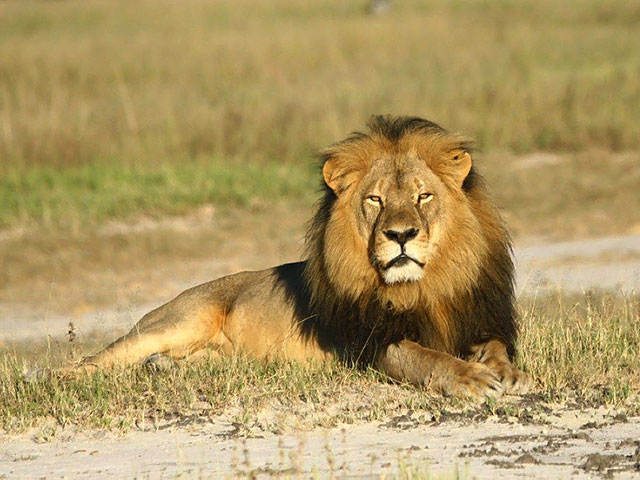 Американский зубной врач Уолтер Палмер, который во время охоты в Зимбабве летом этого года убил знаменитого льва по кличке Сесил, избежит уголовной ответственности