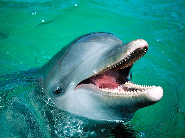 В Сети набирает обороты кампания против развлекательного шоу с дельфинами на Первом канале