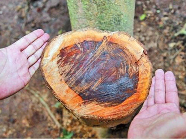 Из ботанического сада в Китая выкрали дерево стоимостью 1 млн юаней