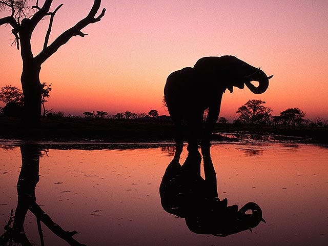 Крупнейший слон убит в национальном парке в Зимбабве