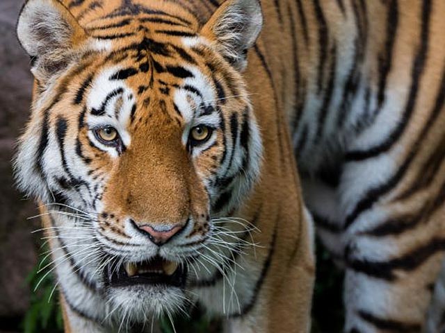 Амурский тигр по кличке Упорный, которого отловили прошлой осенью в Хабаровском крае и в мае выпустили в дикую природу на границе с национальным парком "Анюйский", покинул его территорию