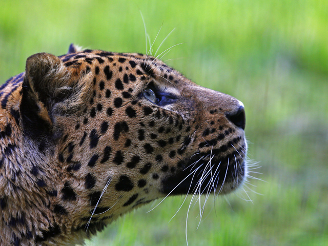 В Приморье автомобиль сбил одного из самых известных леопардов Национального парка "Земля леопарда", опекаемого президентом РФ Владимиром Путиным