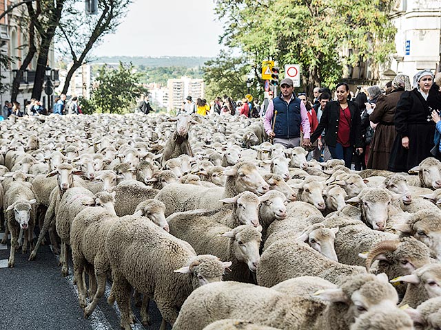 Испанские пастухи в минувшие выходные прогнали 2000 овец по центральным улицам Мадрида, воспроизводя старинный праздник перегона отар Fiesta de la Trashumancia, насчитывающий около семи веков