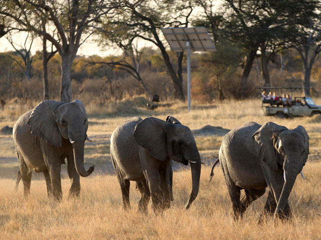 В национальном парке Хванге в Зимбабве браконьеры отравили цианидом 22 слонов