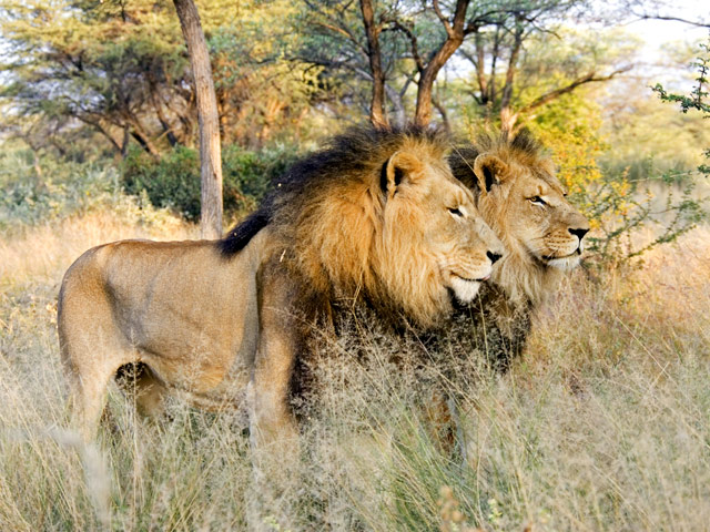 Популяция львов на большей части африканского континента находится под угрозой вымирания