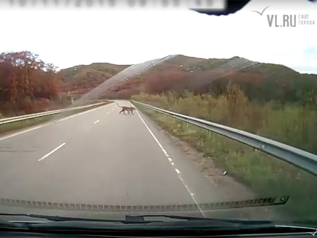 В интернете появился видеоролик, на котором запечатлено, как амурский тигр бросился под колеса автомобиля в Приморском крае. Специалисты считают, что краснокнижный хищник уцелел лишь благодаря счастливому стечению обстоятельств