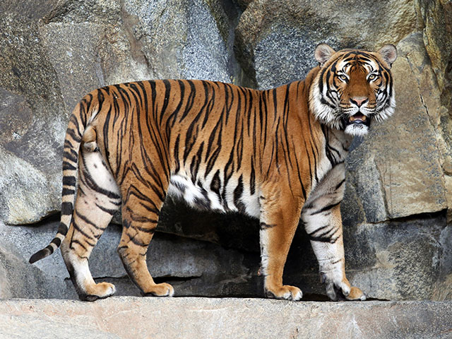 Охотник в Хабаровском крае застрелил амурского тигра
