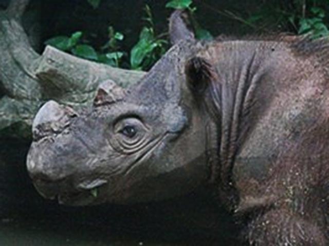 Восьмилетний самец суматранского носорога по кличке Харапан привезен из США, где он был рожден в неволе, в Индонезию с ответственной миссией. Ему предстоит оплодотворить одну из местных самок, чтобы спасти свой вид от вымирания