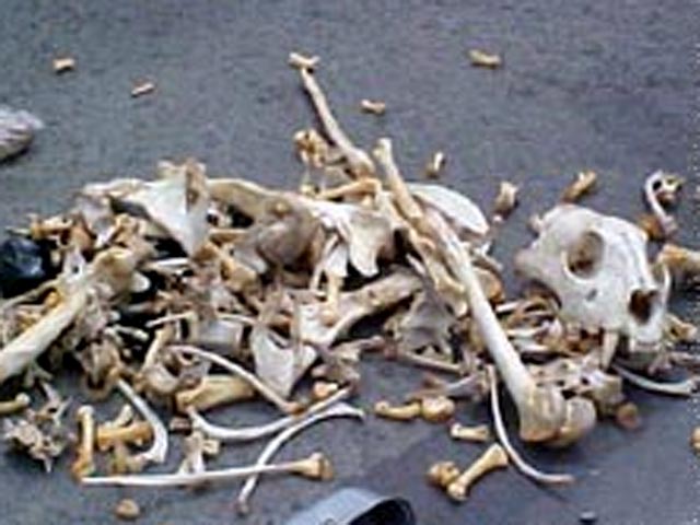 Кости амурского тигра нашли в подпольном цехе по переработке трепанга в Находке