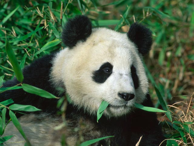 Ученые из питомника больших панд в провинции Сычуань на юго-западе Китая завершили свою работу по составлению "словаря" языка животных. Всего исследователи выявили 13 звуков, имеющих различный смысл