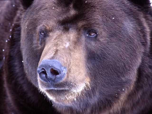 Медведя подозревают в убийстве охотника в Красноярском крае