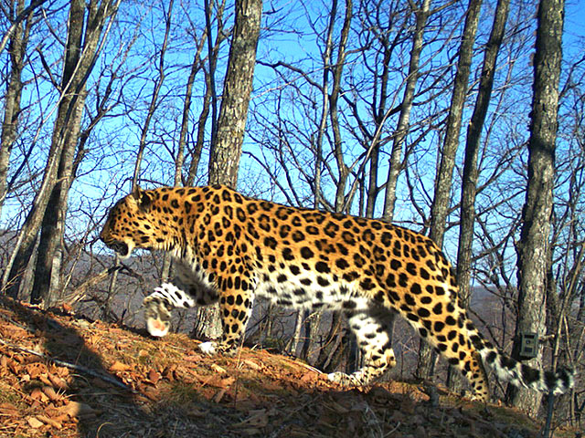 Сотрудники национального парка "Земля леопарда", расположенного в Приморье, выложили в интернет автопортрет одного из обитателей заповедника