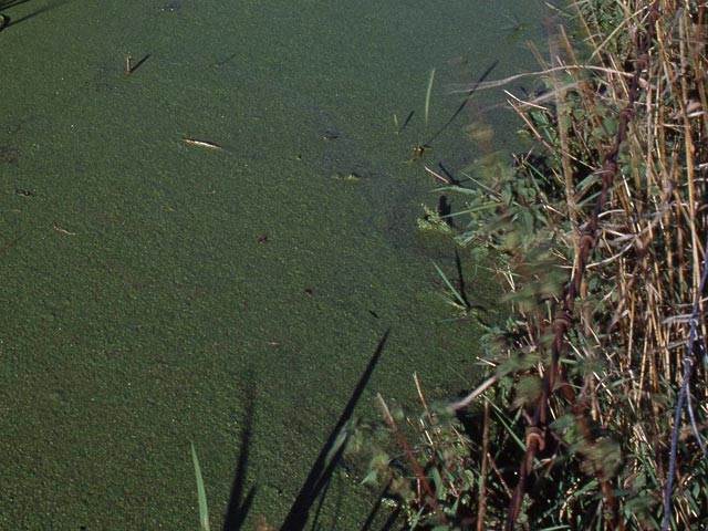 Небольшая речка в селе Камень-Рыболов в Ханкайском районе Приморского края окрасилась в ядовито зеленый цвет и стала источать зловонный запах химикатов, взволновав местных жителей и туристов