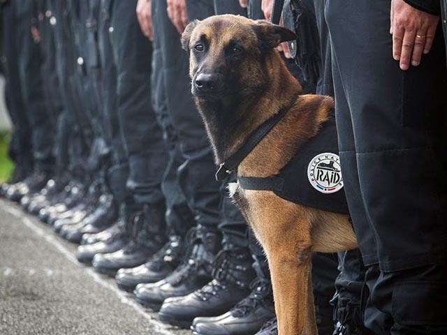В ходе контртеррористической операции, которую провели 18 ноября французские правоохранители в пригороде Парижа Сен-Дени, погибла полицейская собака. Террористы застрелили животное. Собаку звали Дизель