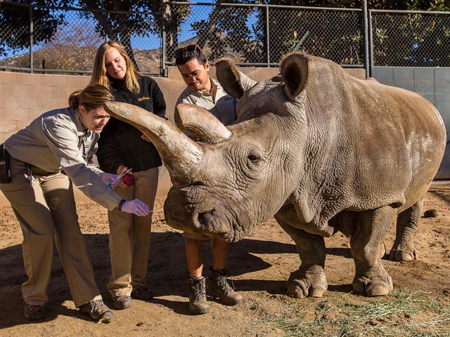 В сафари-парке Сан-Диего умерла Нола, одна из четырех оставшихся на планете северных белых носорогов
