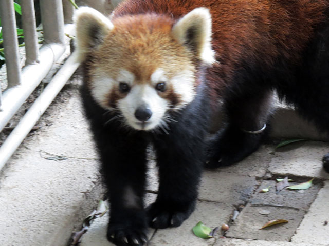 На севере Калифорнии закончились 3-дневные приключения молоденькой самки малой панды, сбежавшей из местного зоопарка