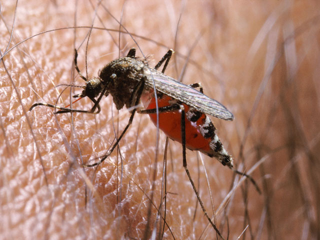Калифорнийские ученые вывели устойчивых к малярии комаров, которые к тому же способны гарантированно передавать эту особенность последующим поколениям