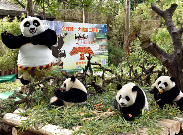 Сафари-парке Шимелонг в китайской провинции Гуанчжоу объявил, что родившиеся в 2014 году единственные в мире выжившие панды-тройняшки станут звездами в американском полнометражном компьютерном анимационном фильме "Кунг-фу панда-3"