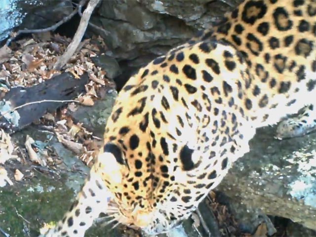 После гибели леопарда Меамура его подруга Бэри нашла себе другого