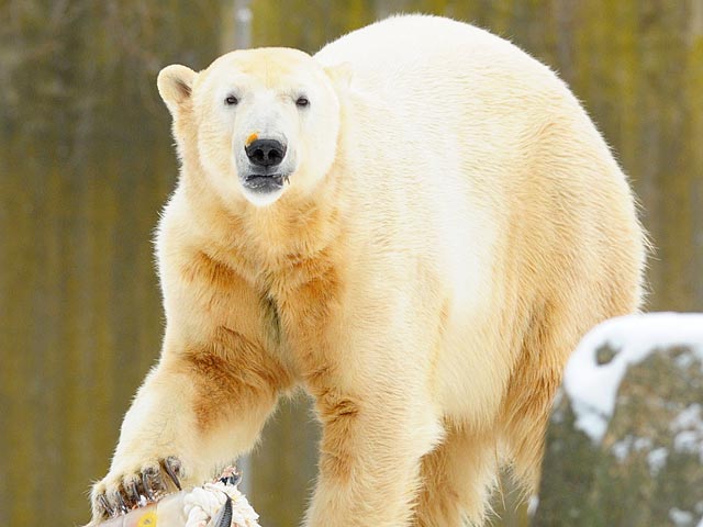 В Копенгагене посетитель зоопарка залез в вольер к белым медведям